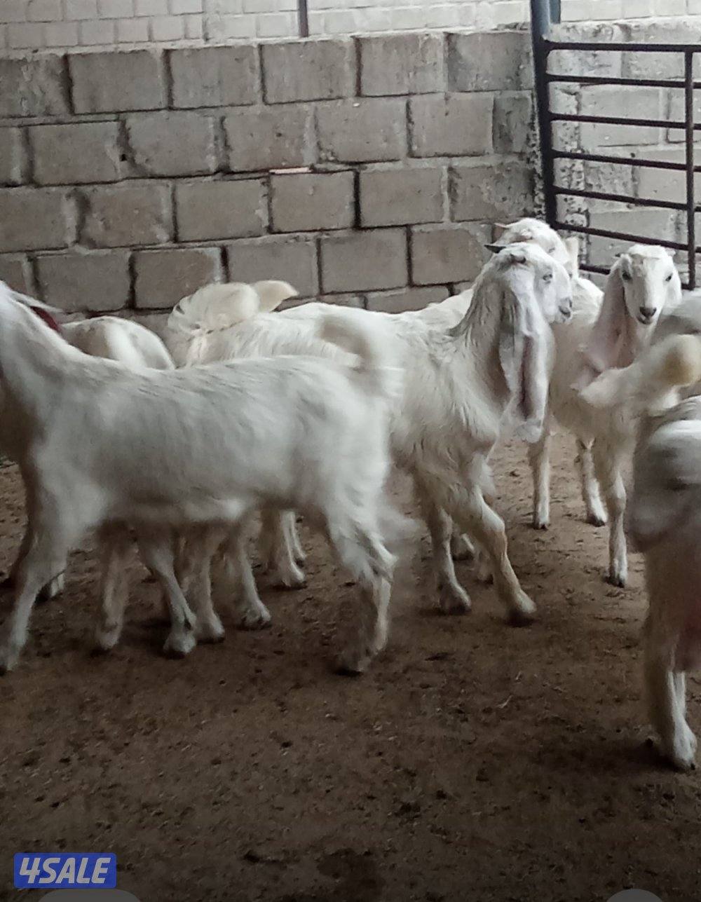 للبيع عدد 8 جفار طيبه العمر فوق 3 شهور0