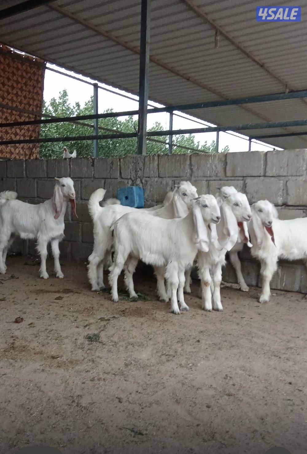 للبيع عدد 8 جفار طيبه العمر فوق 3 شهور4