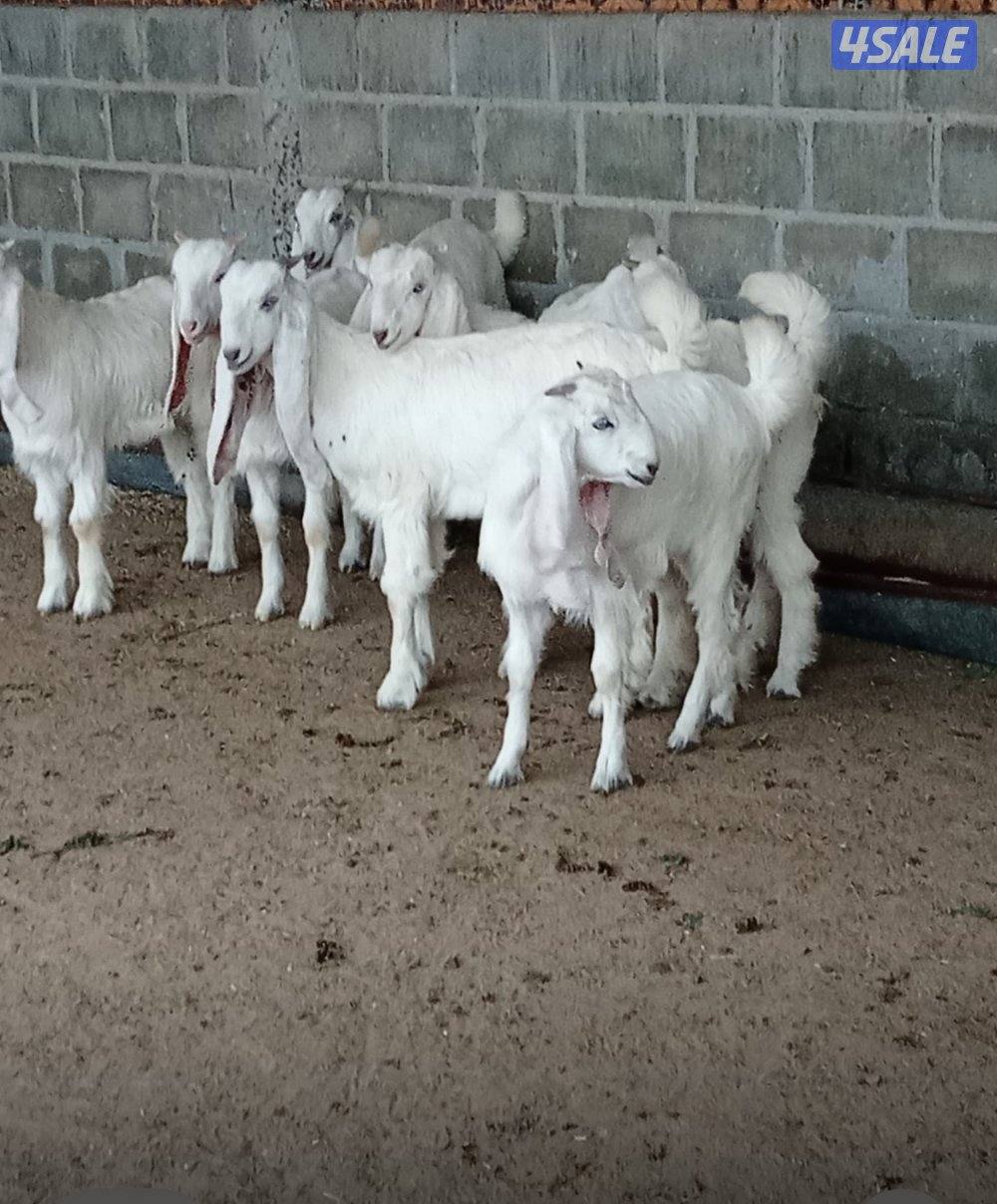 للبيع عدد 8 جفار طيبه العمر فوق 3 شهور3