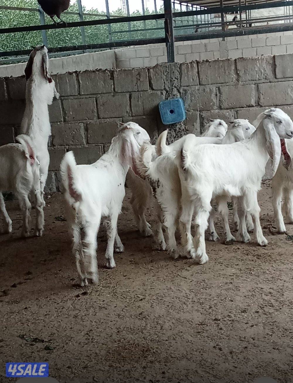 للبيع عدد 8 جفار طيبه العمر فوق 3 شهور5