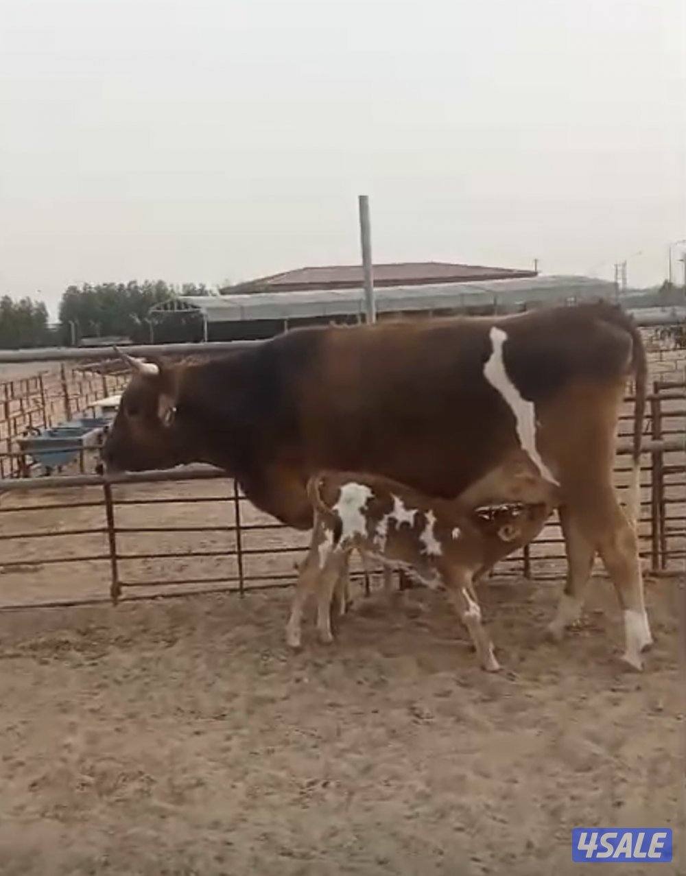 بقره للبيع بكر اول ولده  صارله 10 أيام والده0