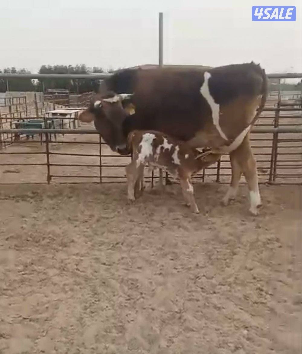 بقره للبيع بكر اول ولده  صارله 10 أيام والده2