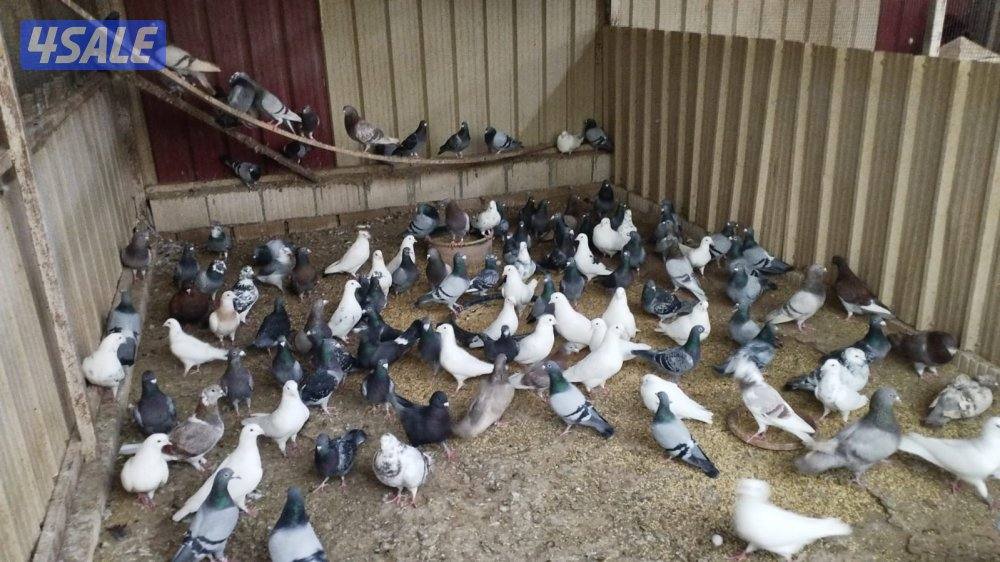 للبيع حمام زاجل واللحم0