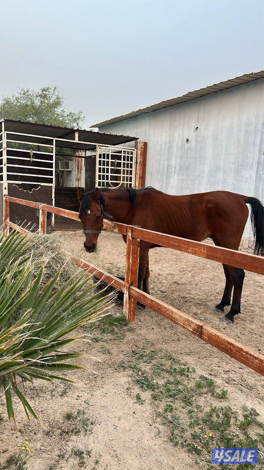 مزارع الوفرة خلف الجمعيه الكبيره0