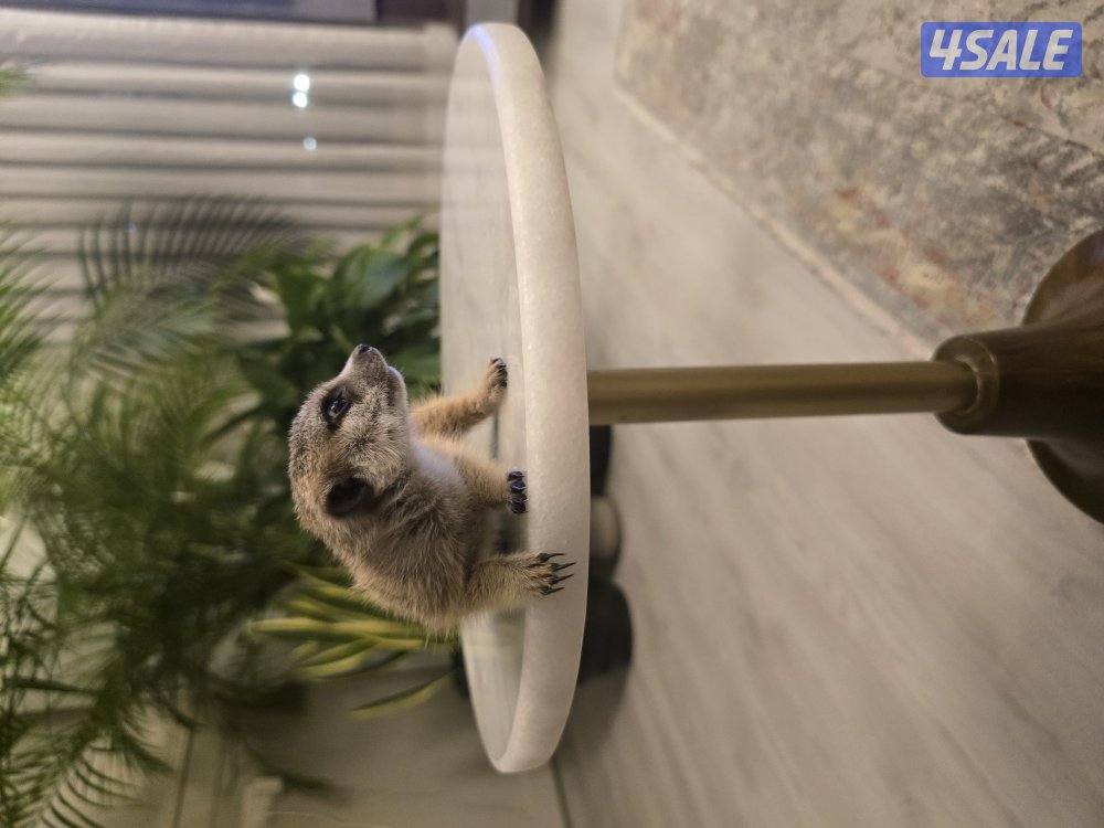 ميركات تيمون0