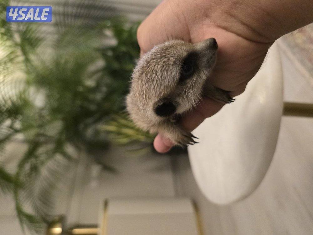 ميركات تيمون2