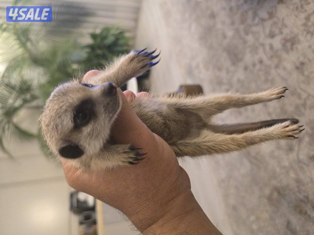 ميركات تيمون1