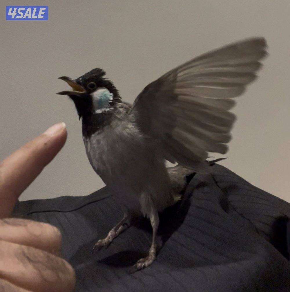 بلبل ربوة قوية0