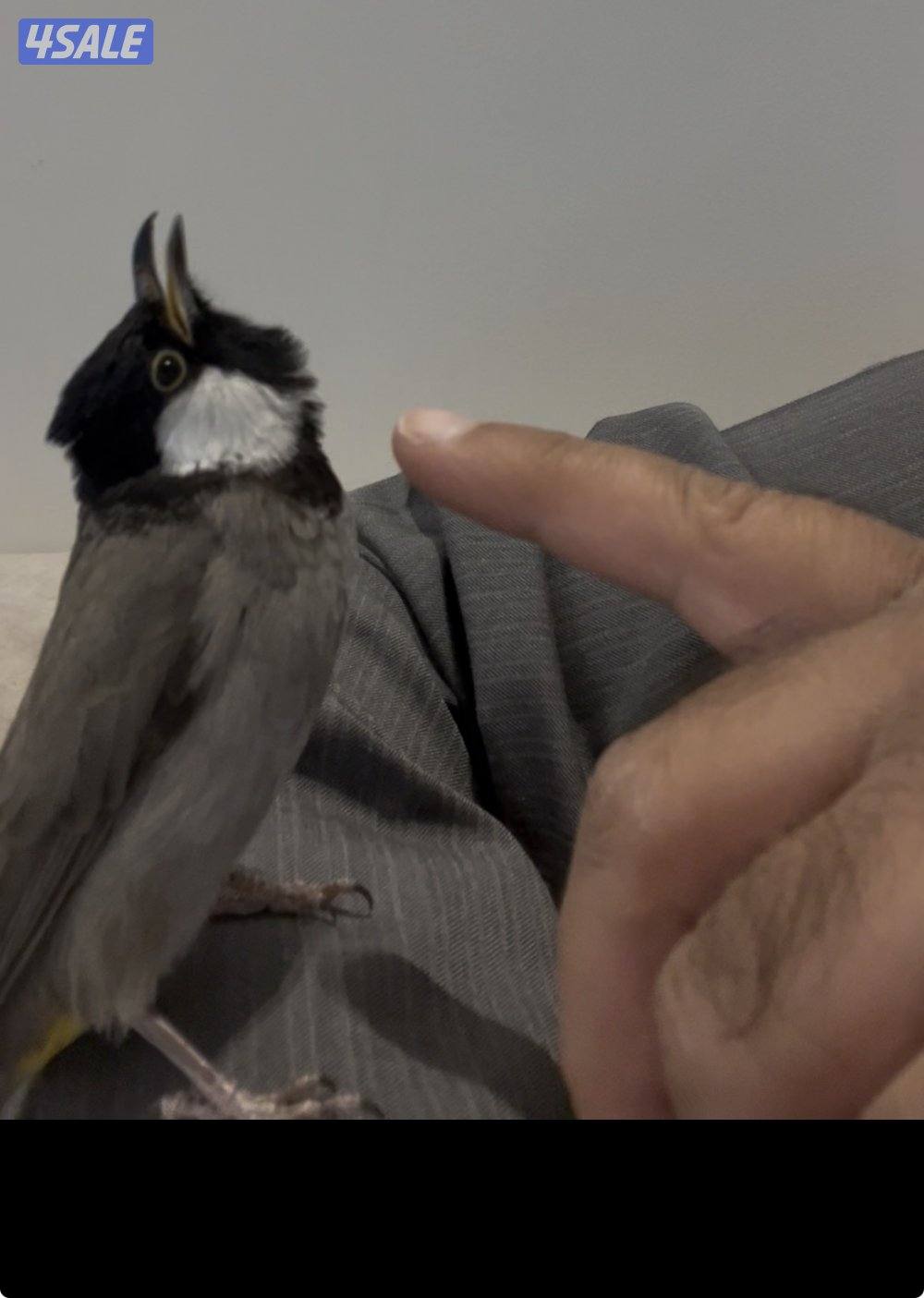 بلبل ربوة قوية1