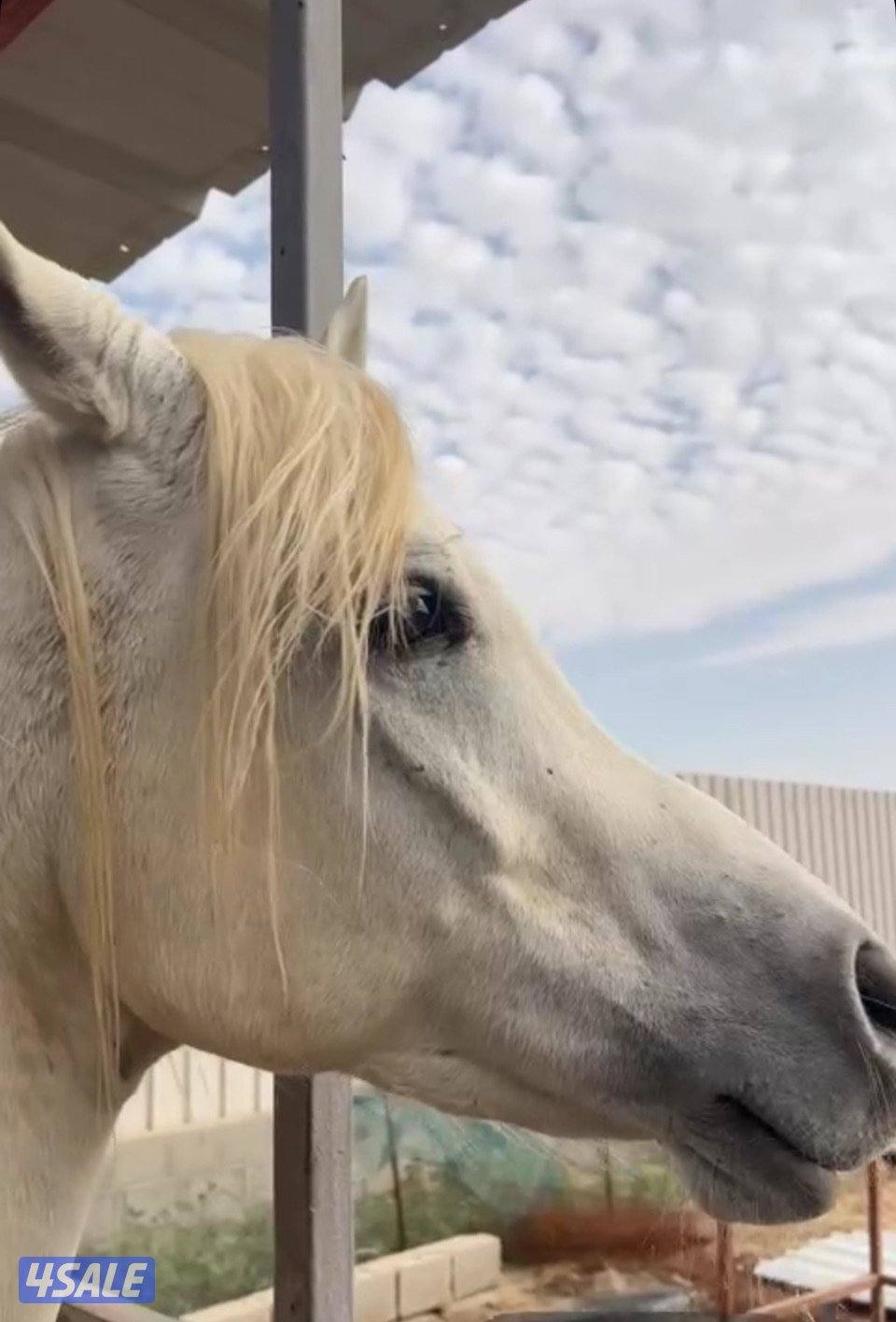 حصان حار وركوبه يطرب شرط السلم2