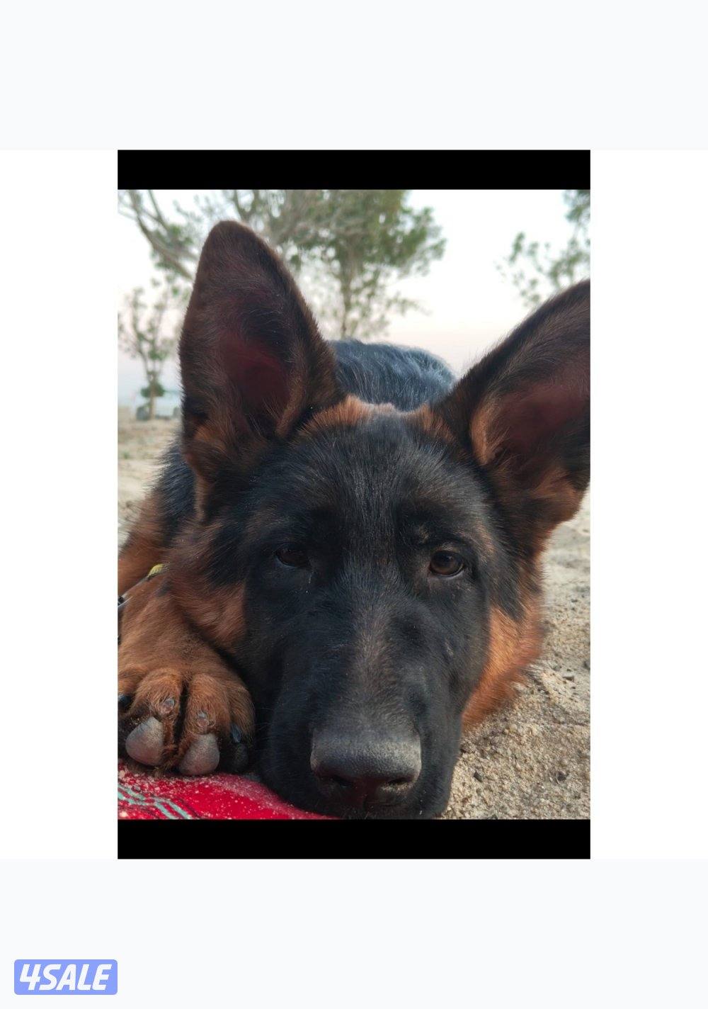 جيرم شوبرد نثيه شو لاين3