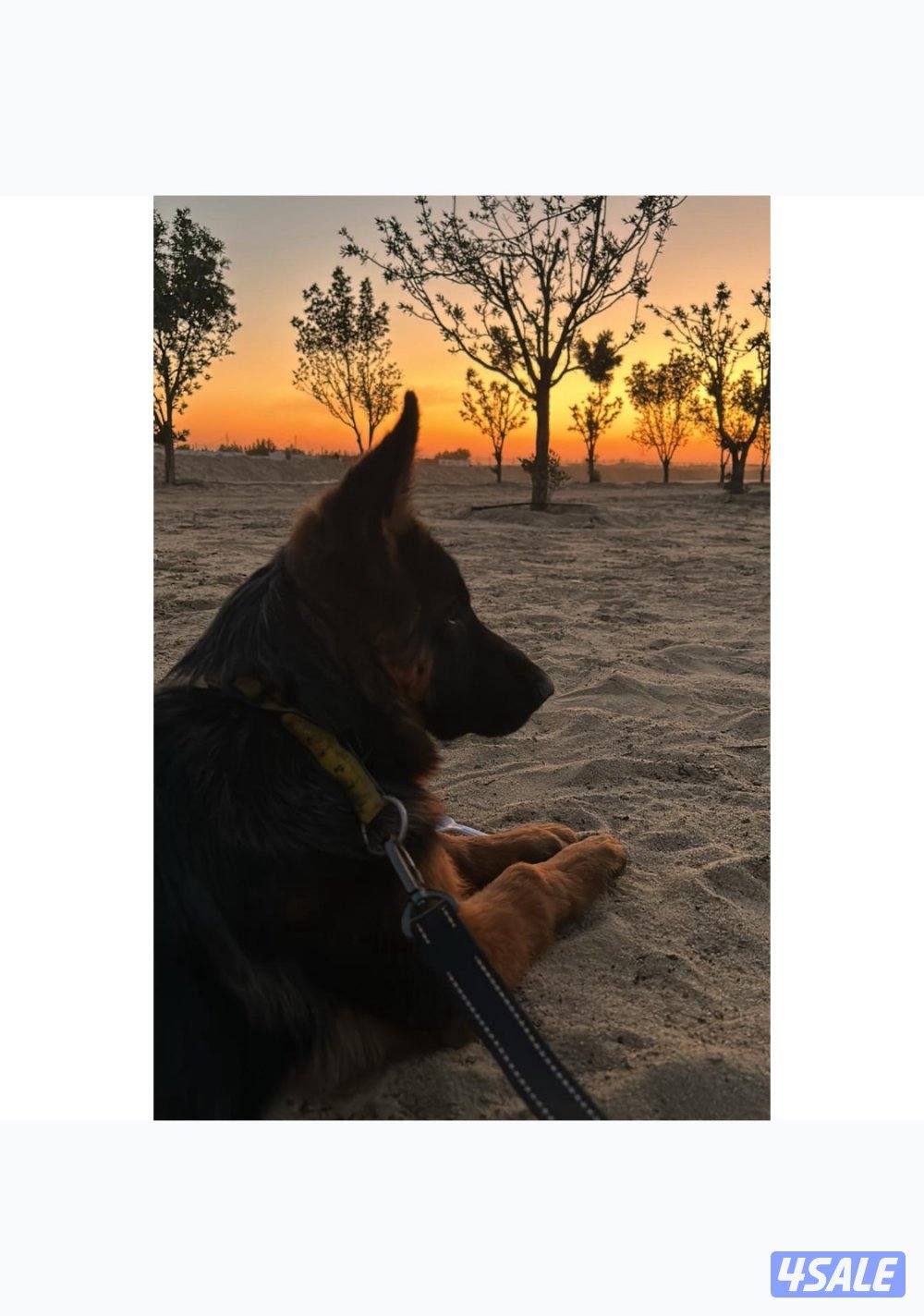 جيرم شوبرد نثيه شو لاين2