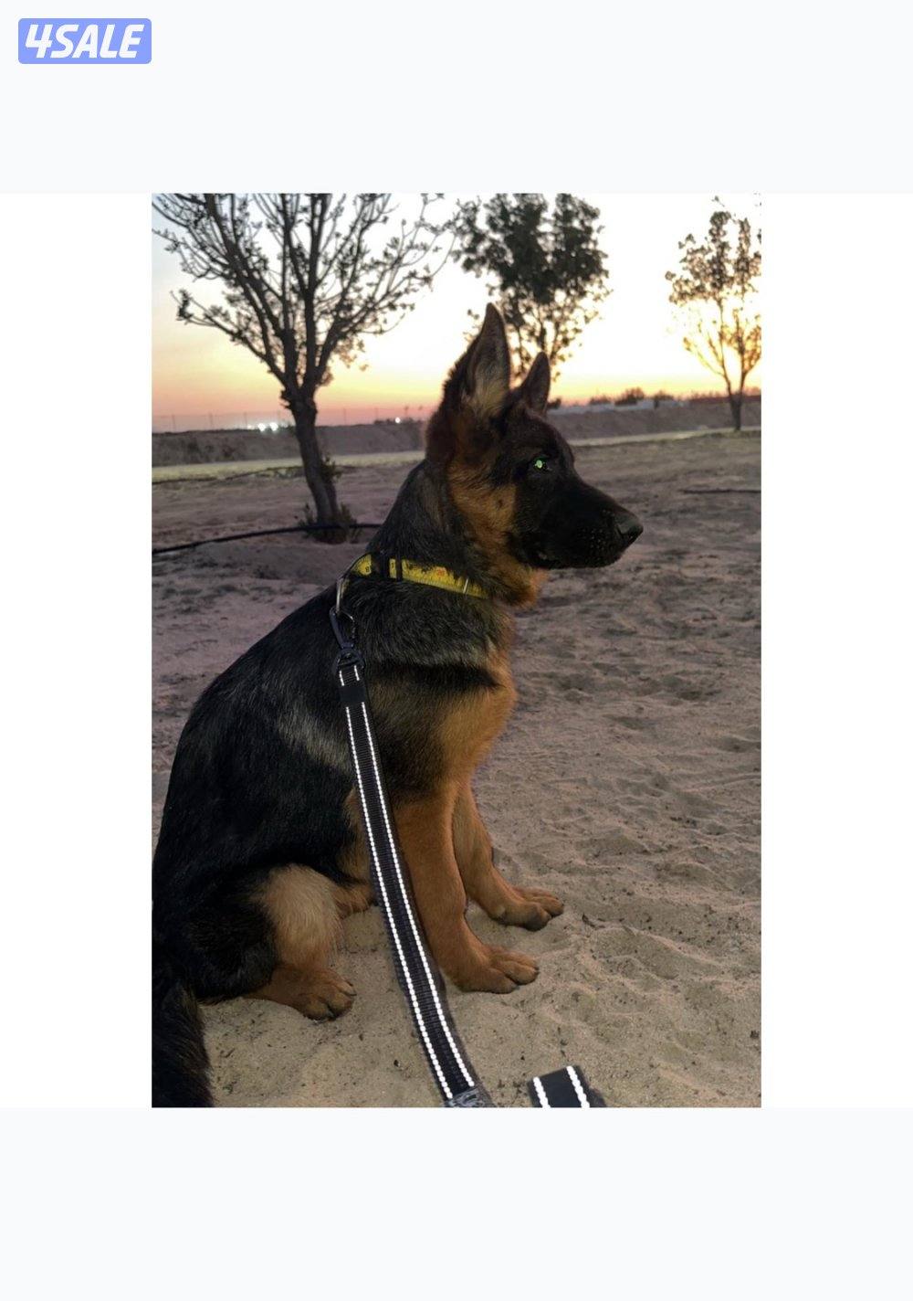 جيرم شوبرد نثيه شو لاين4