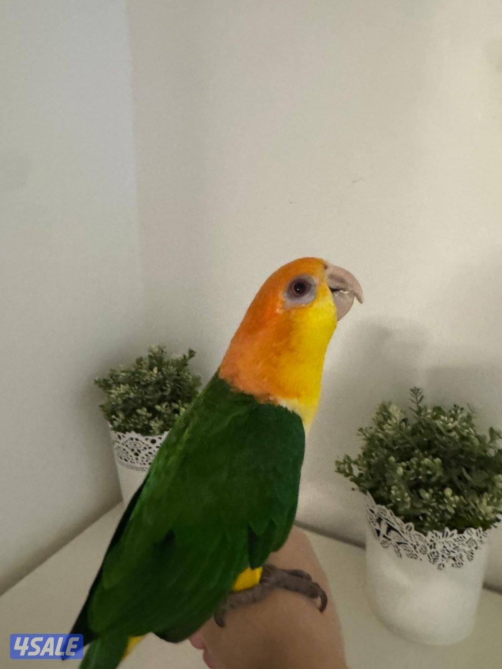 للبيع كاييك وايت بلي1