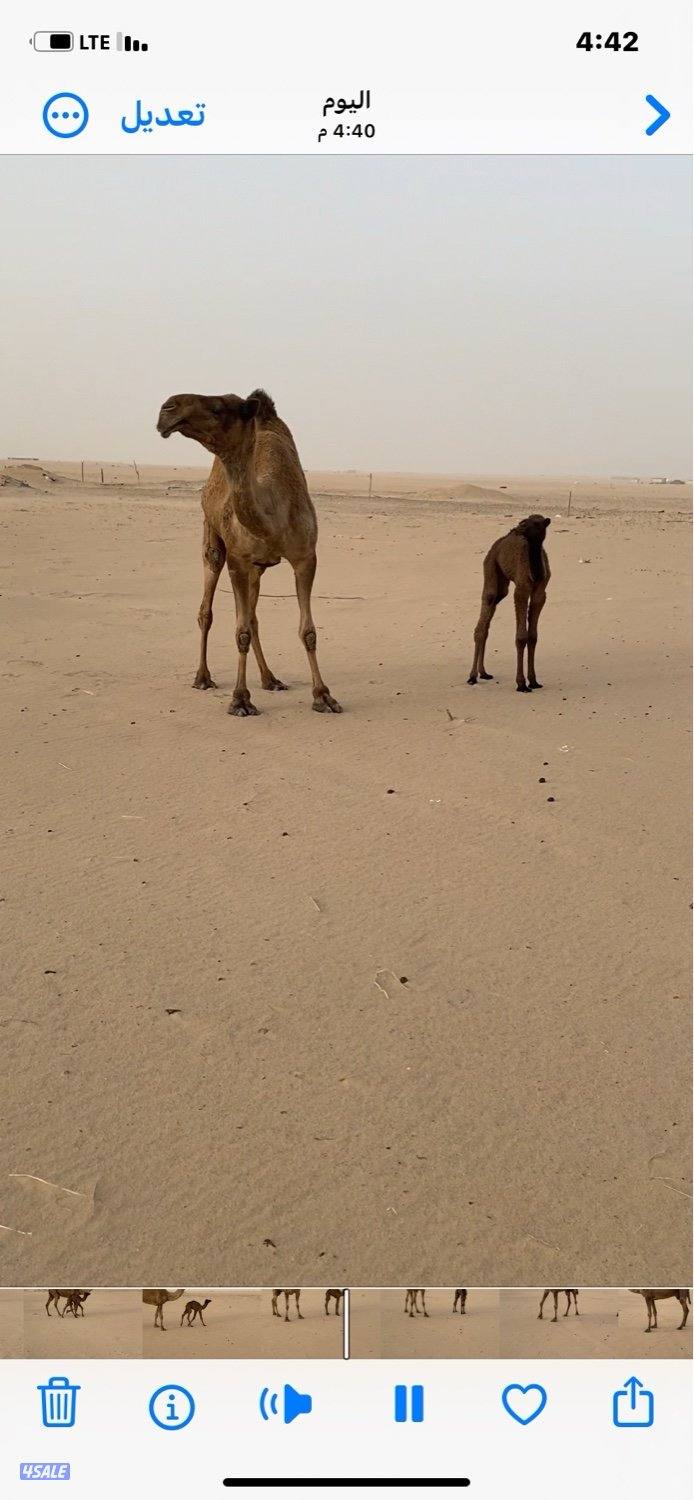 للبيع خلفة حدرها بكرة0