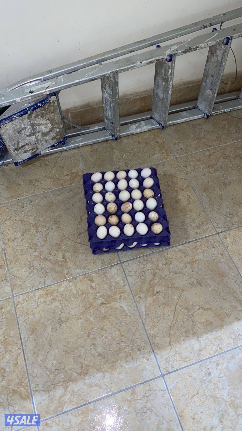 للبيع بيض دجاج عربي قديم احمر واسود ودندراوي للاكل والفقاسه0