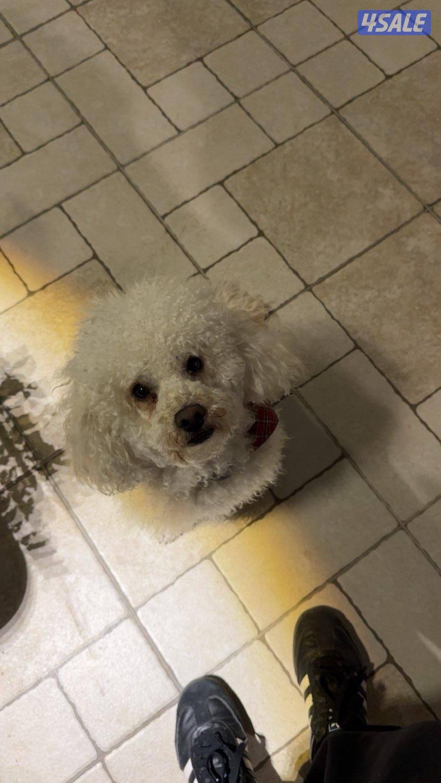 كلب ميني بودل ذكر للبيع0