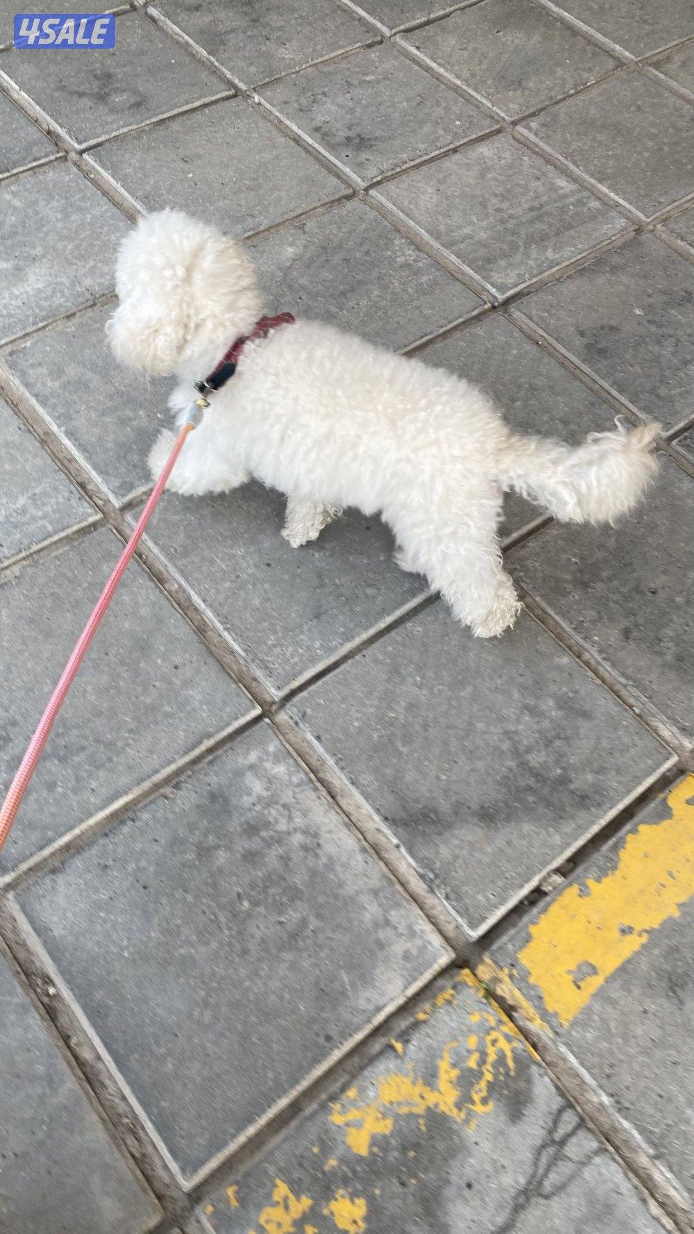 كلب ميني بودل ذكر للبيع1