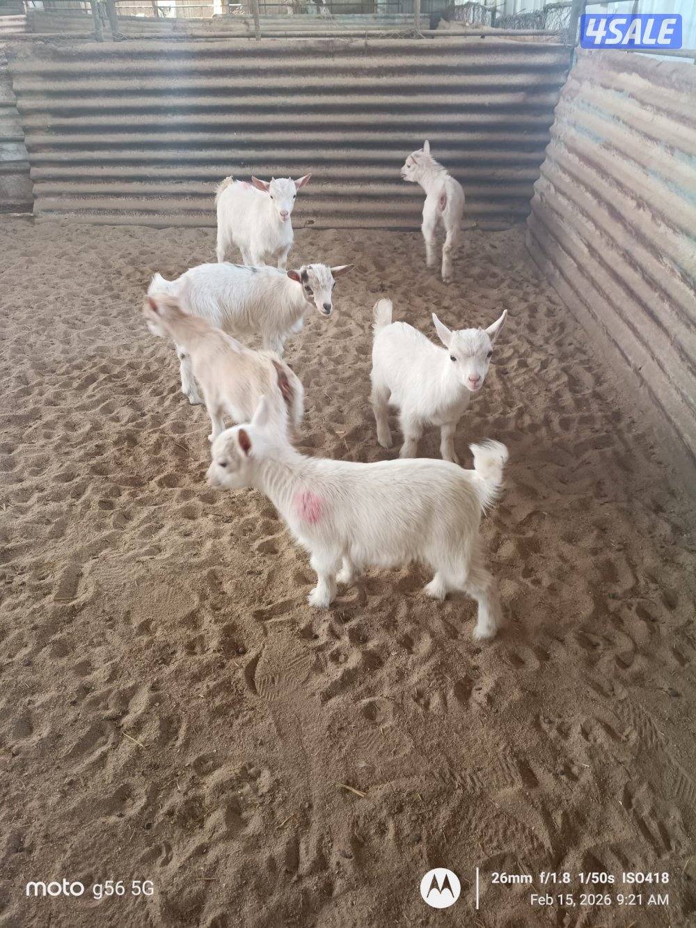 للبيع جفار جيكيه العمر من شهر لين شهرين1