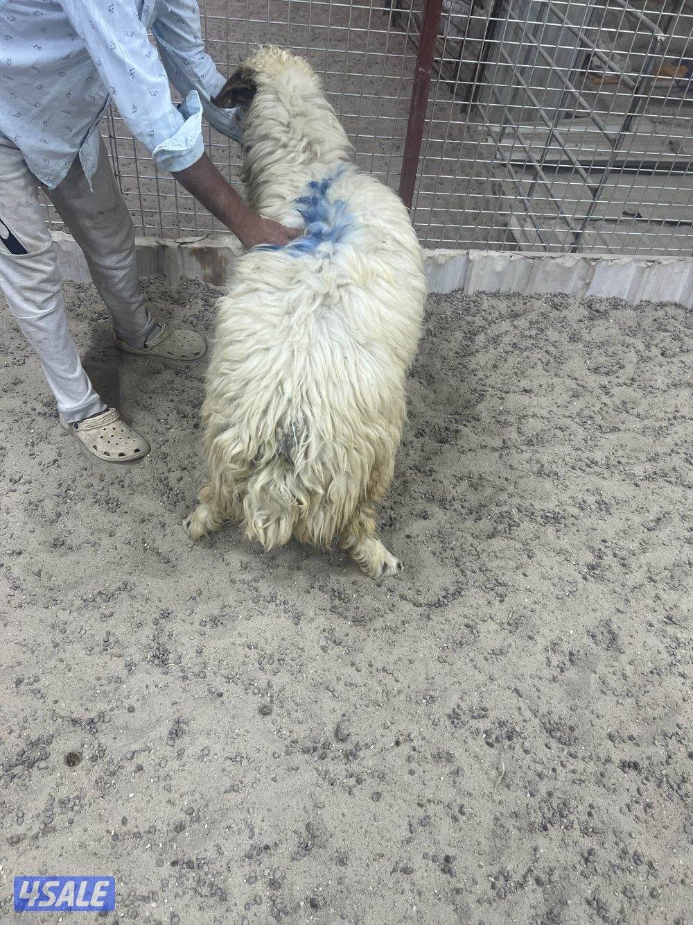 للبيع طليان شفالي مربوط قديم0