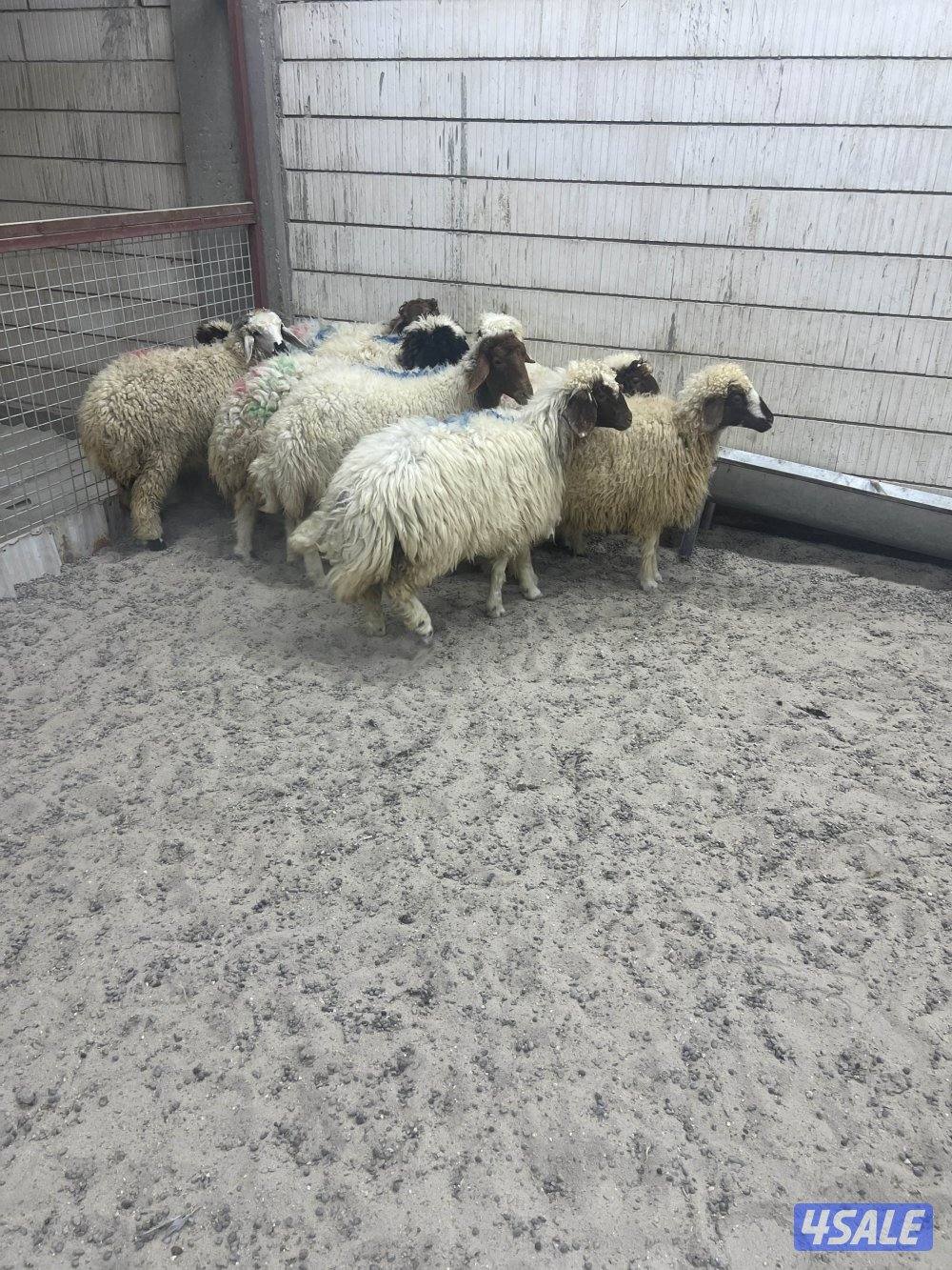 للبيع طليان شفالي مربوط قديم1