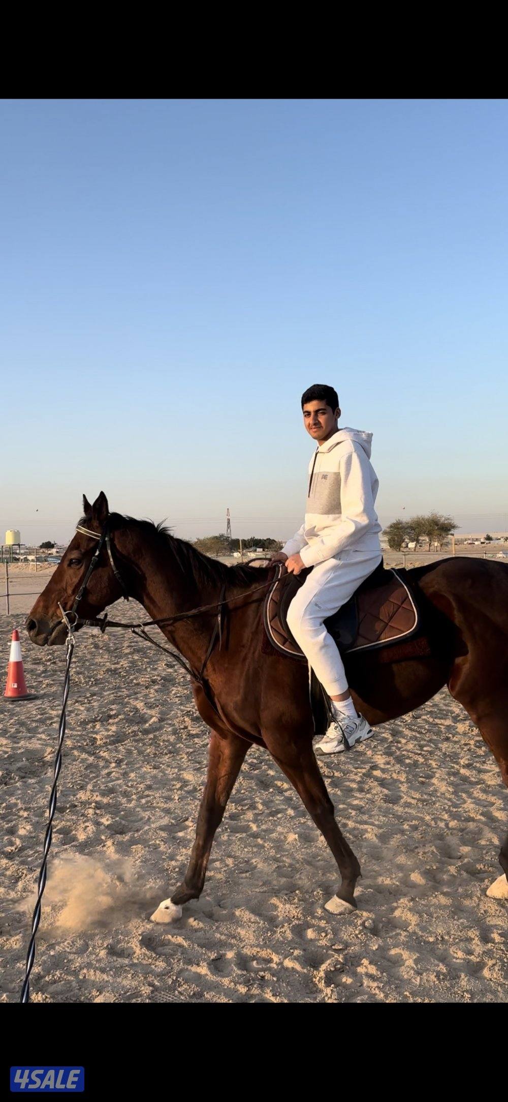 مربط ومدرسة تعليم اساسيات ركوب الخيل0