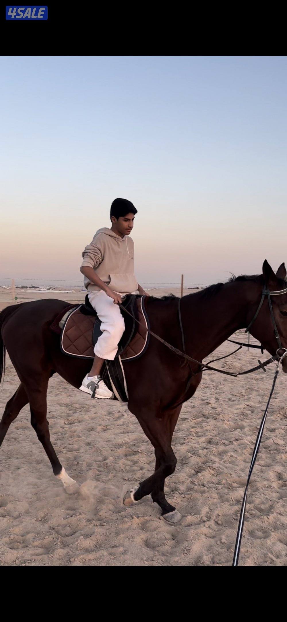 مربط ومدرسة تعليم اساسيات ركوب الخيل1