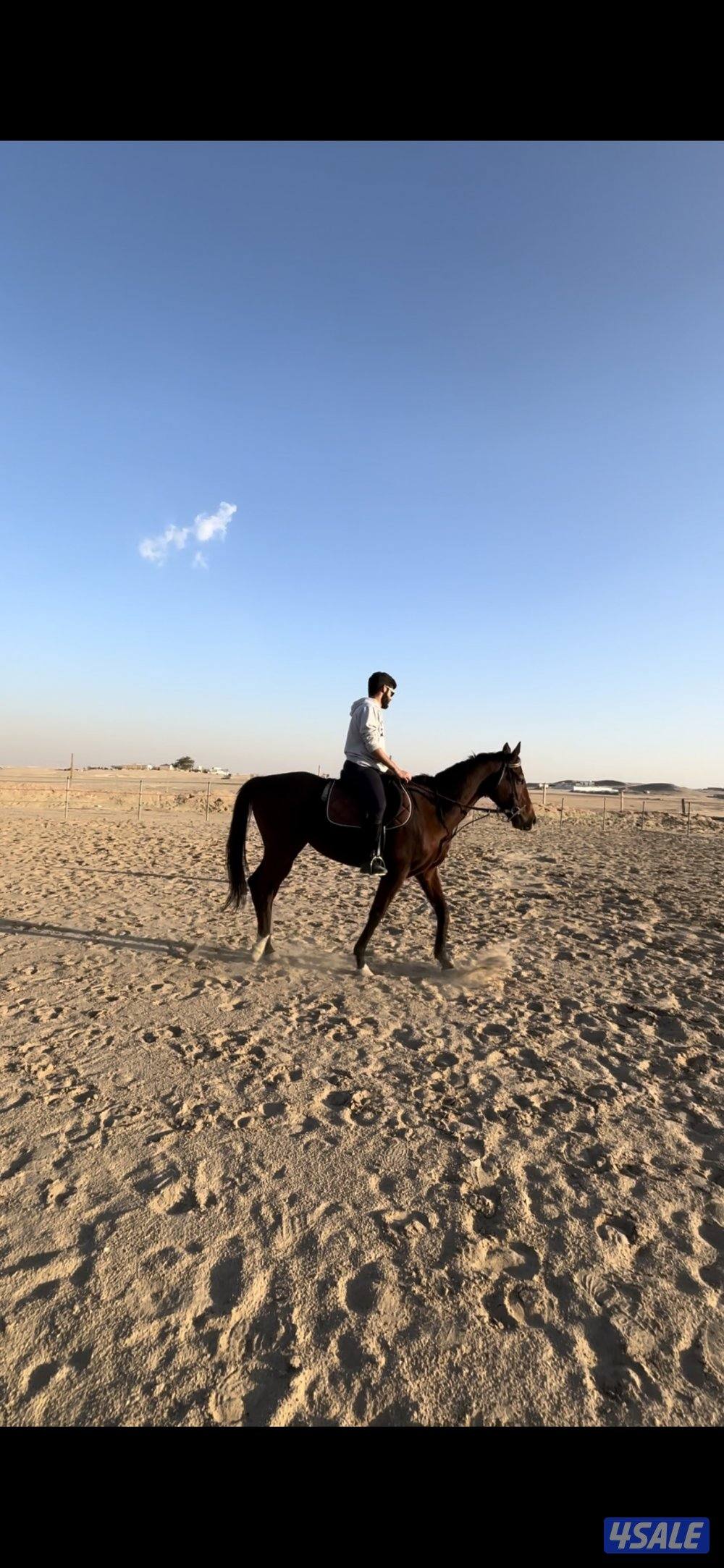 مربط ومدرسة تعليم اساسيات ركوب الخيل2