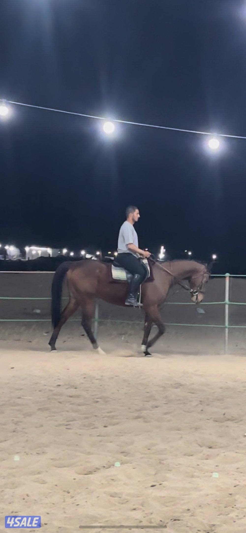 مربط ومدرسة تعليم اساسيات ركوب الخيل3