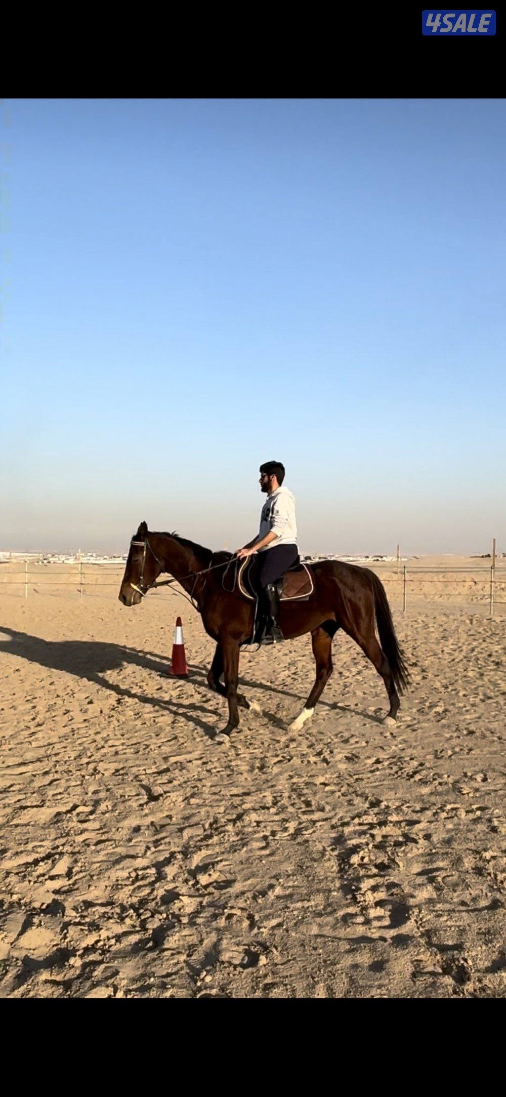 مربط ومدرسة تعليم اساسيات ركوب الخيل4