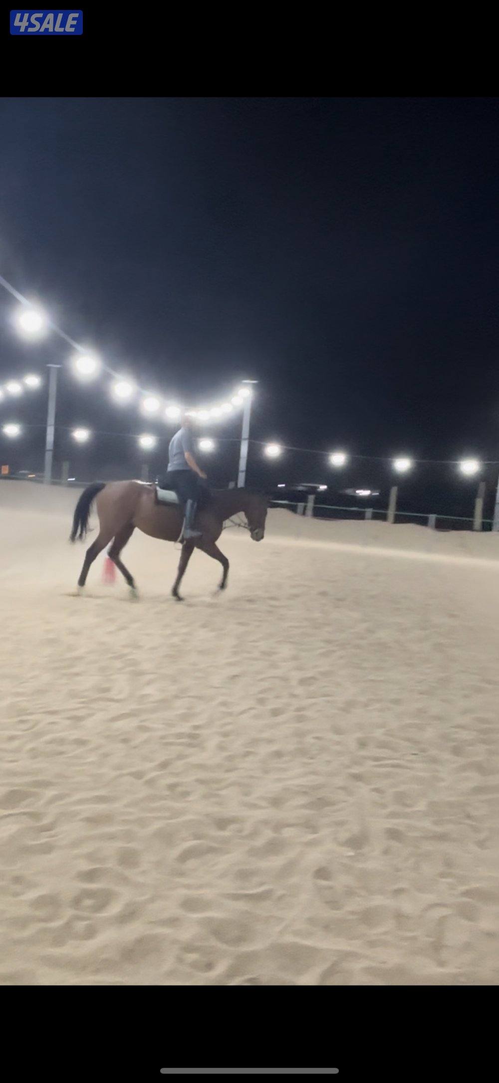 مربط ومدرسة تعليم اساسيات ركوب الخيل5