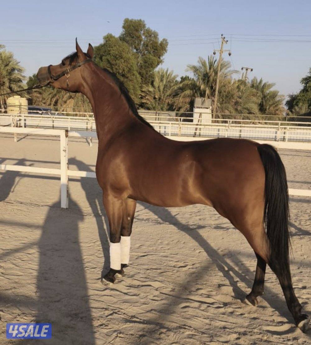 للبيع مهرة مستواها طيب0