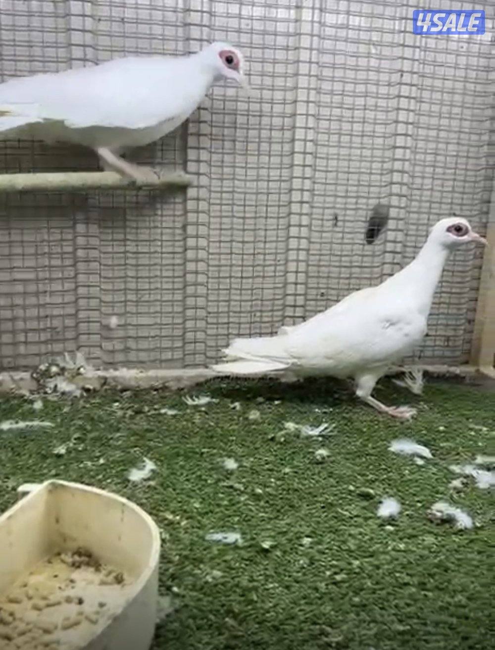 للبيع أفريقي بوجفن ابيض وسكلد0