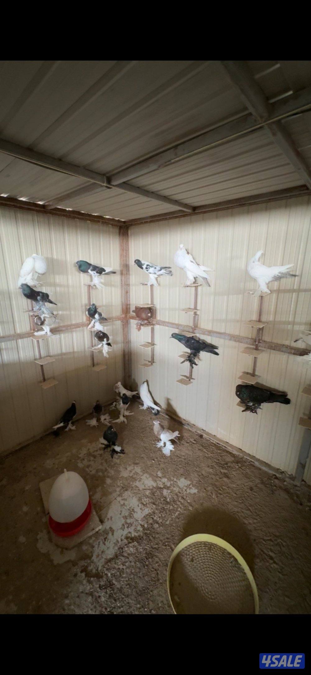 للبيع على زواج نفاخ طيور حجام طيبه ومنتجين وماخذين كل كورسات0