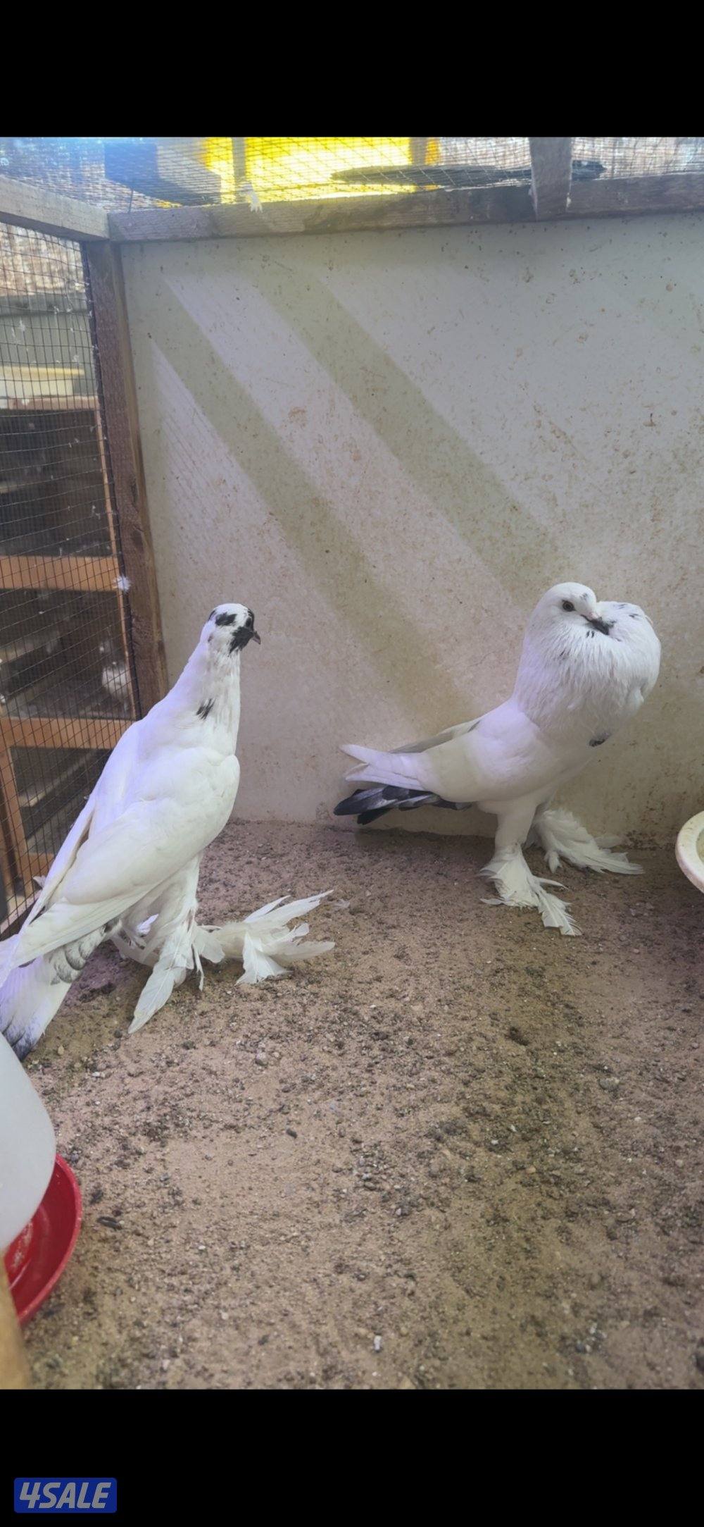 للبيع على زواج نفاخ طيور حجام طيبه ومنتجين وماخذين كل كورسات2