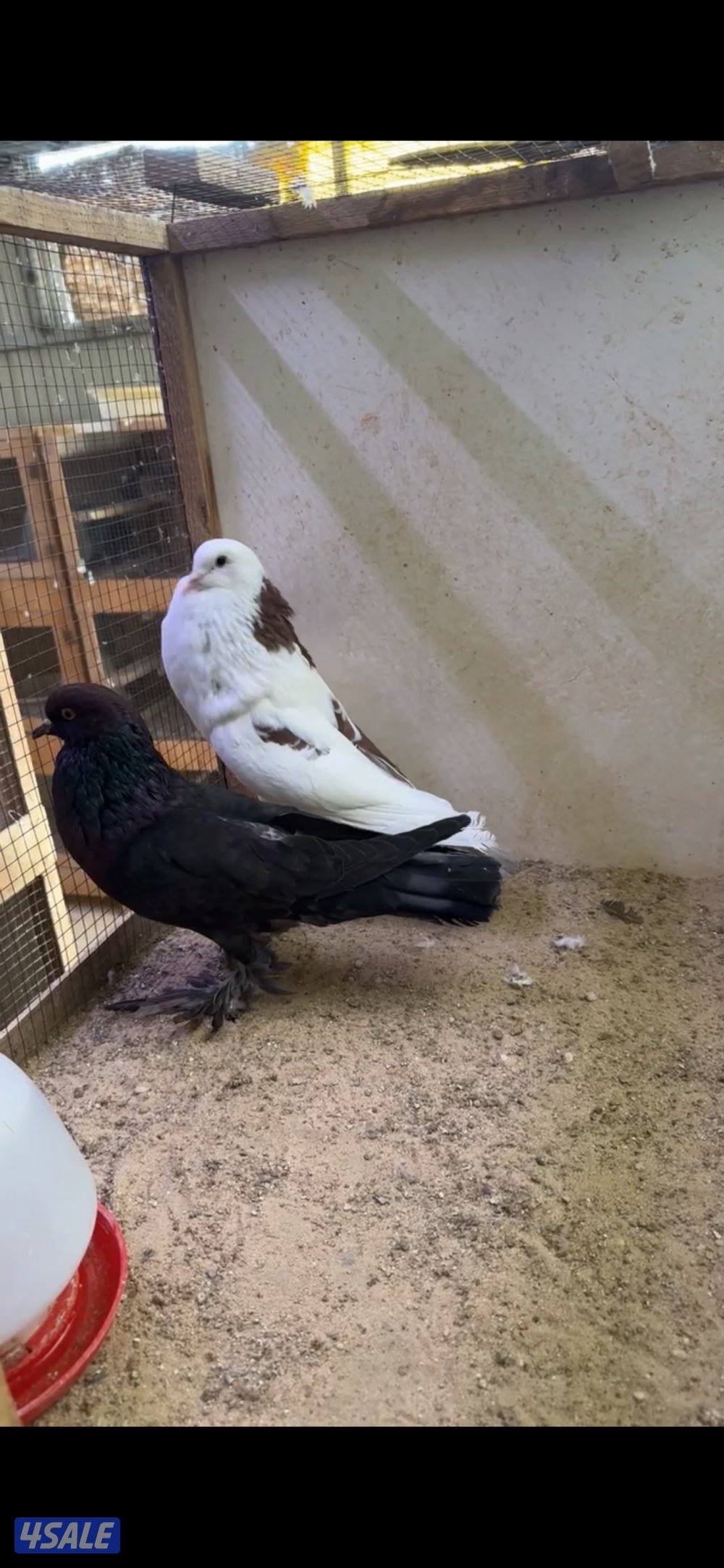 للبيع على زواج نفاخ طيور حجام طيبه ومنتجين وماخذين كل كورسات3