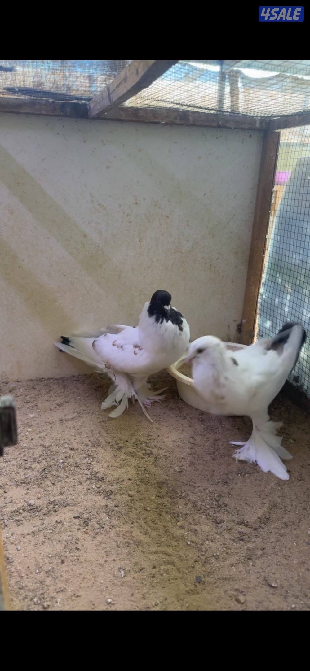 للبيع على زواج نفاخ طيور حجام طيبه ومنتجين وماخذين كل كورسات4