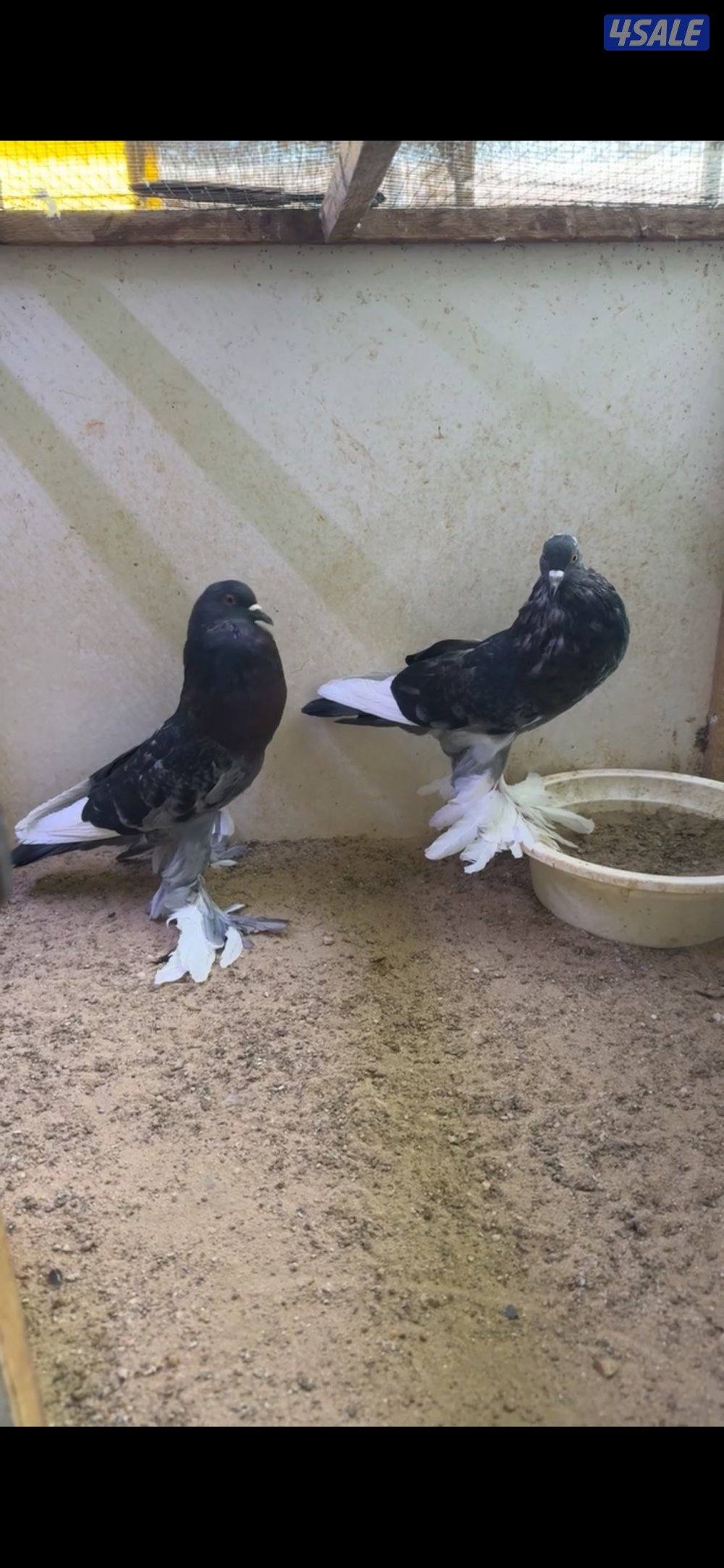 للبيع على زواج نفاخ طيور حجام طيبه ومنتجين وماخذين كل كورسات5