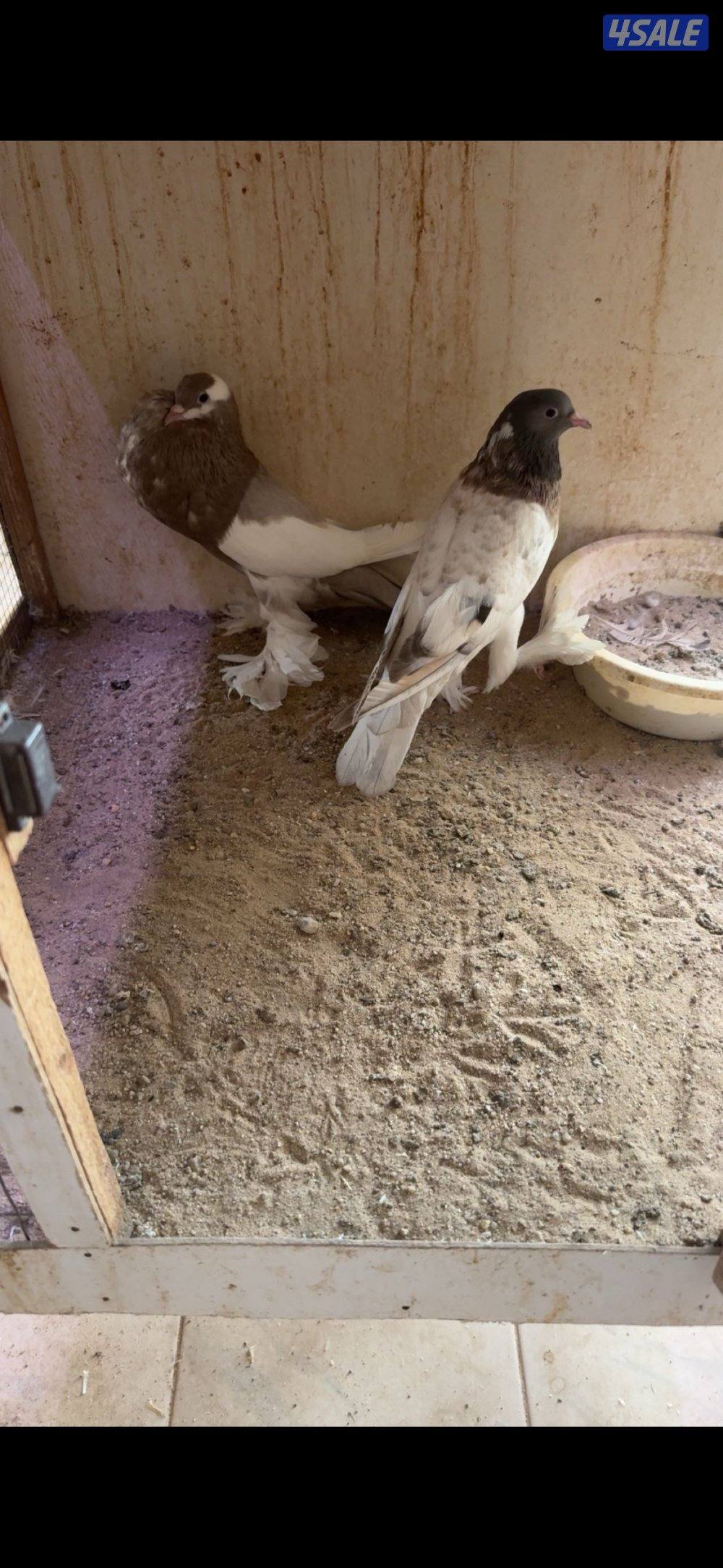 للبيع على زواج نفاخ طيور حجام طيبه ومنتجين وماخذين كل كورسات6