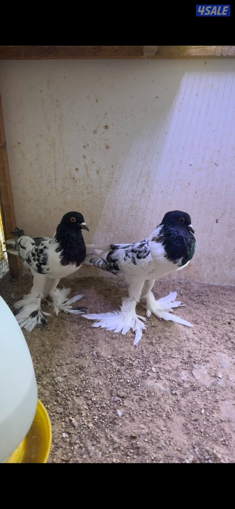 للبيع على زواج نفاخ طيور حجام طيبه ومنتجين وماخذين كل كورسات7