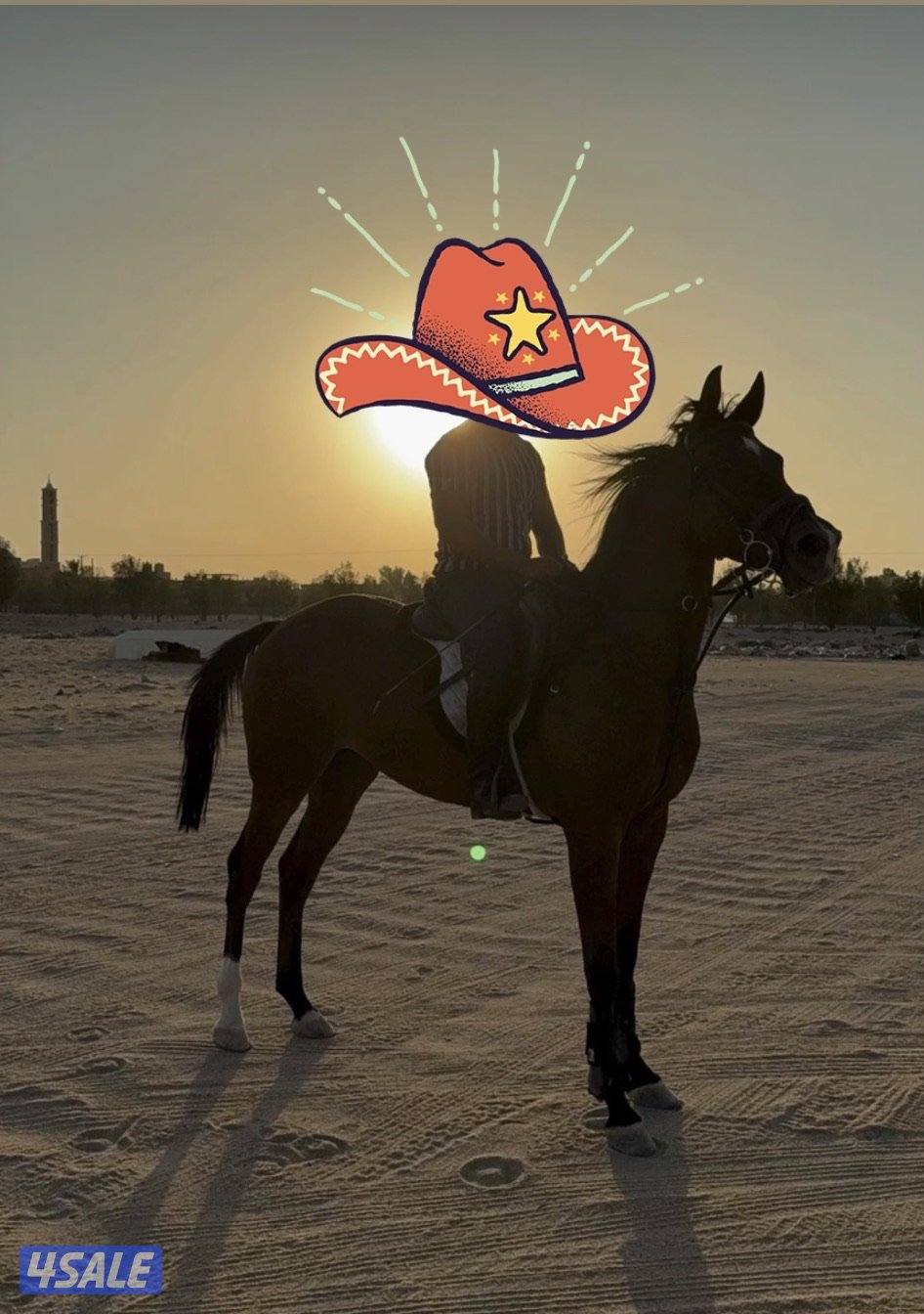 للبيع فرس0