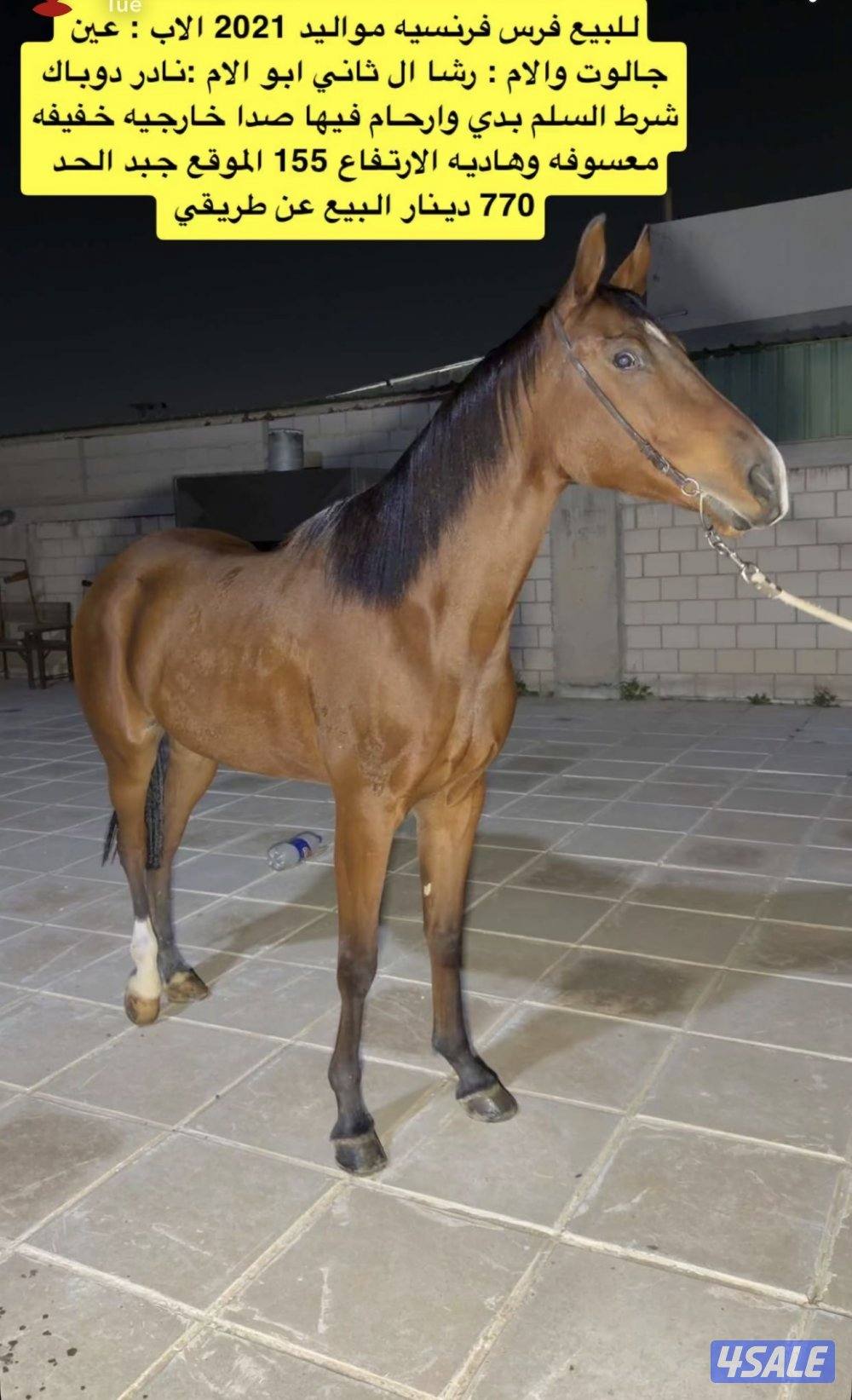 للبيع فرس1