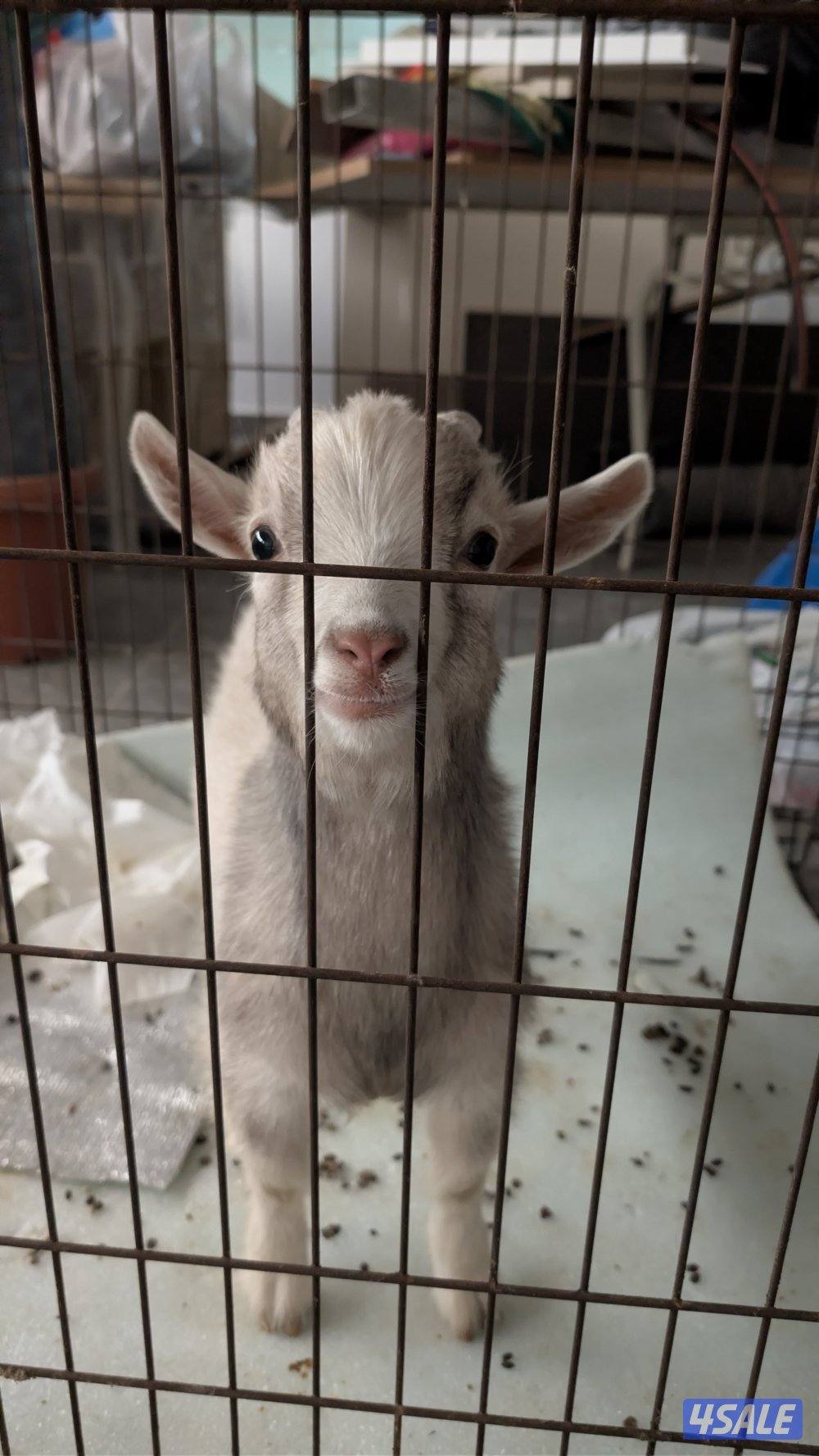 تيس جيكي بحاله ممتازه مع القفص0