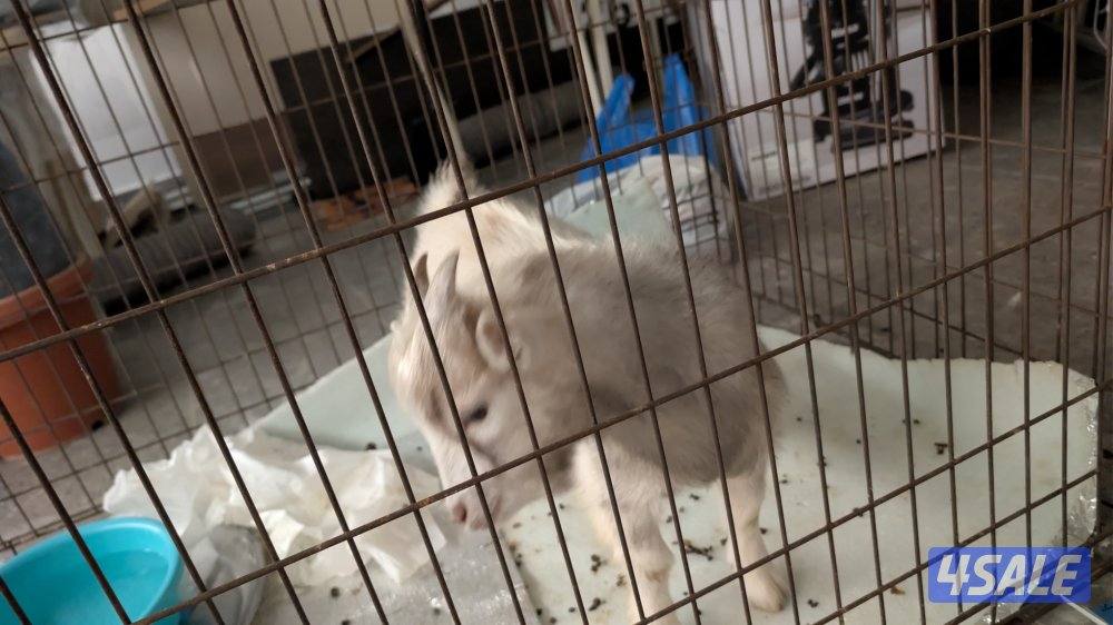 تيس جيكي بحاله ممتازه مع القفص2