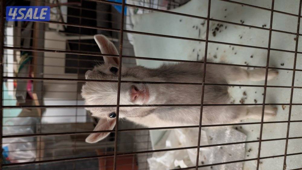 تيس جيكي بحاله ممتازه مع القفص1