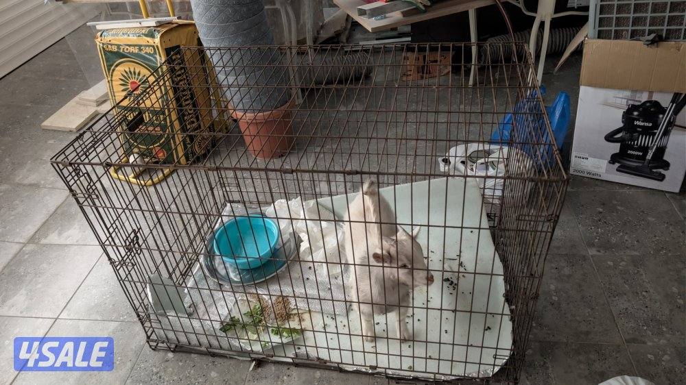 تيس جيكي بحاله ممتازه مع القفص3