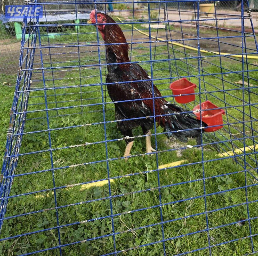 للبيع دجاج هندي و تايلندي و بورمي و تشو شامو0