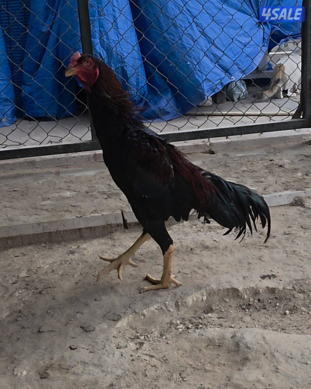 للبيع دجاج هندي و تايلندي و بورمي و تشو شامو2