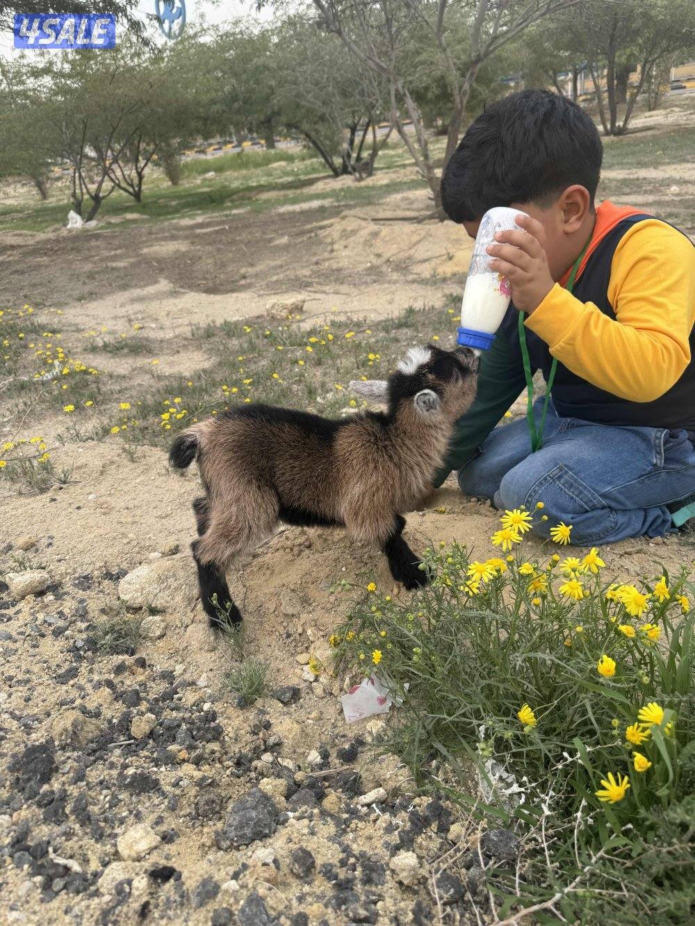 جيكي قزم صغير أليف يشرب رضاعة0