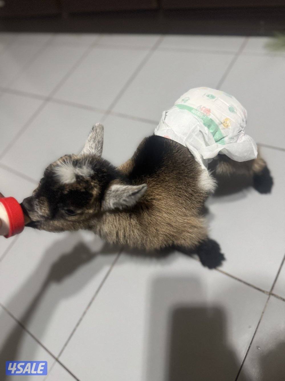 جيكي قزم صغير أليف يشرب رضاعة1